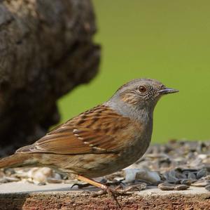 Hedge Accentor