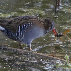 Water Rail