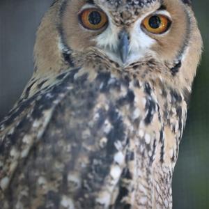 Short-eared Owl