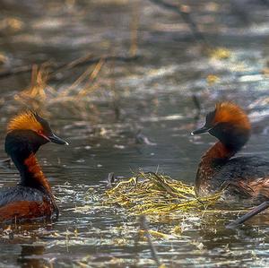 Black-necked Grebe