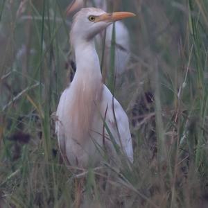 Cattle Egret