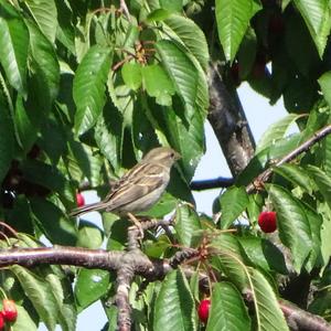 House Sparrow