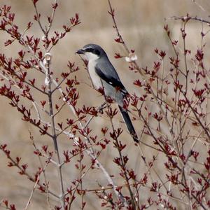 Great Grey Shrike