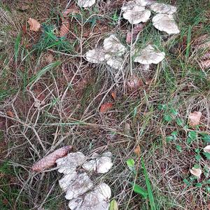 Cloudy Clitocybe