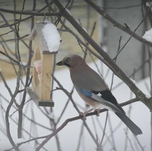 Eurasian Jay