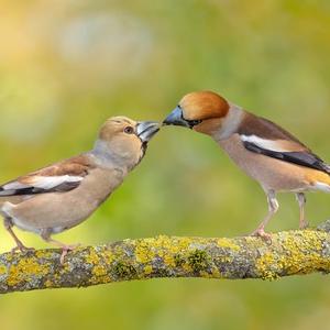 Hawfinch