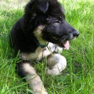 Unknown Breed