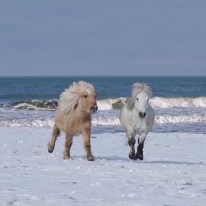 American Miniature Horse