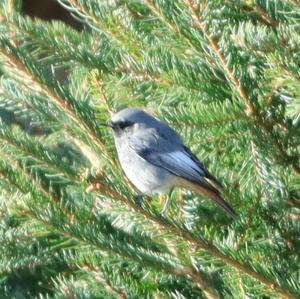 Black Redstart