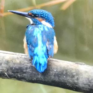 Common Kingfisher