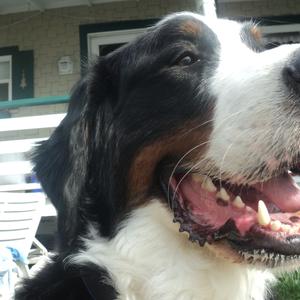 Bernese Mountain Dog