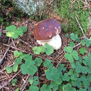 Summer Bolete