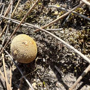 Gem-studded Puffball