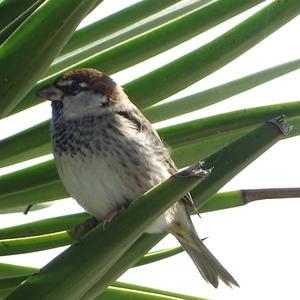 Spanish Sparrow