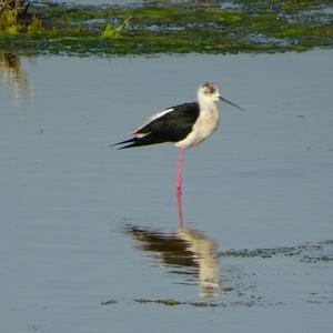 Black-winged Stilt