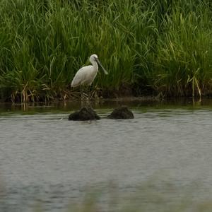 Eurasian Spoonbill