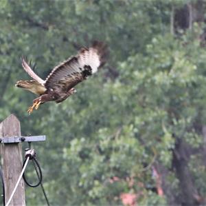 Common Buzzard