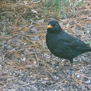 Eurasian Blackbird