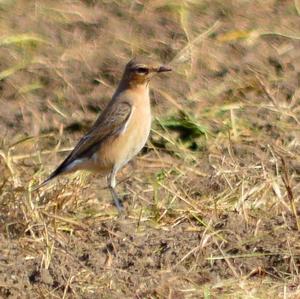 Northern Wheatear