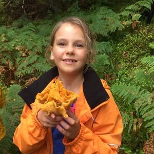 Chanterelle, Common