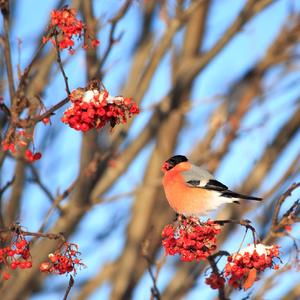 Eurasian Bullfinch