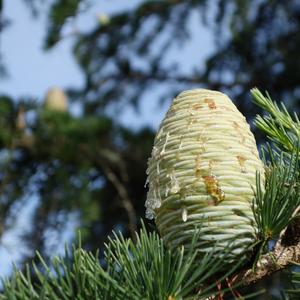Himalayan Cedar