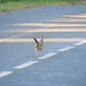 Common Pheasant