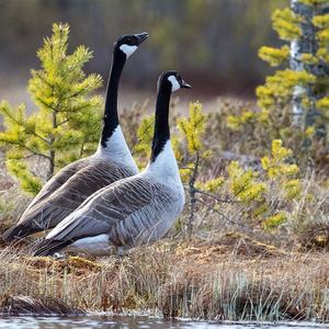 Canada Goose