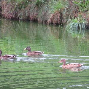 Mallard