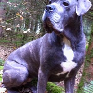 Cane Corso