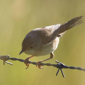 Common Whitethroat