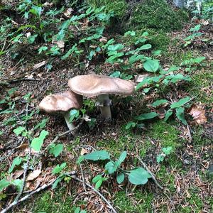 Red-staining Mushroom