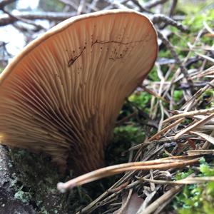 Trumpet Oyster Mushroom