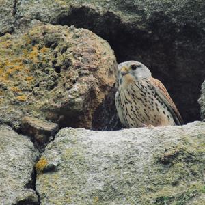 Common Kestrel