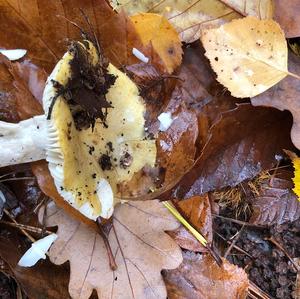 Yellow-ochre Russula