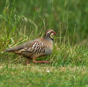 Red-legged Partridge