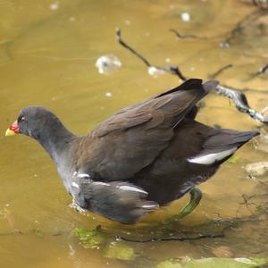 Common Moorhen