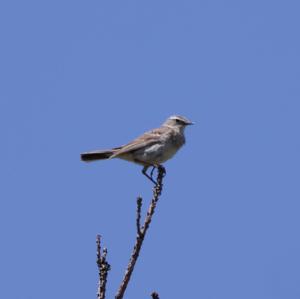 Water Pipit