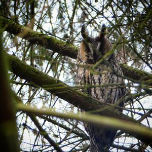 Long-eared Owl