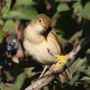 Eurasian Reed-warbler