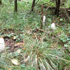 Shaggy Mane