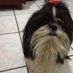 Shih Tzu