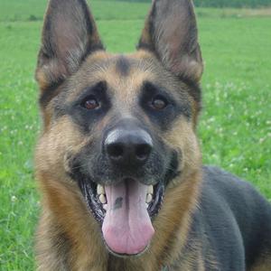 Deutscher Schäferhund