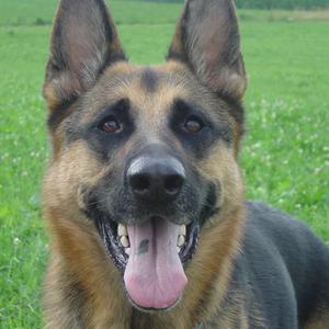 German Shepherd