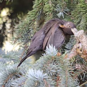 Eurasian Blackbird