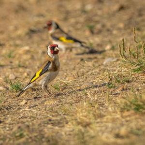 European Goldfinch