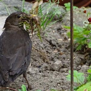 Eurasian Blackbird