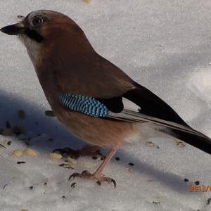 Eurasian Jay