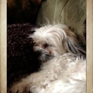 Havanese