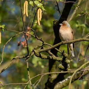 Eurasian Chaffinch